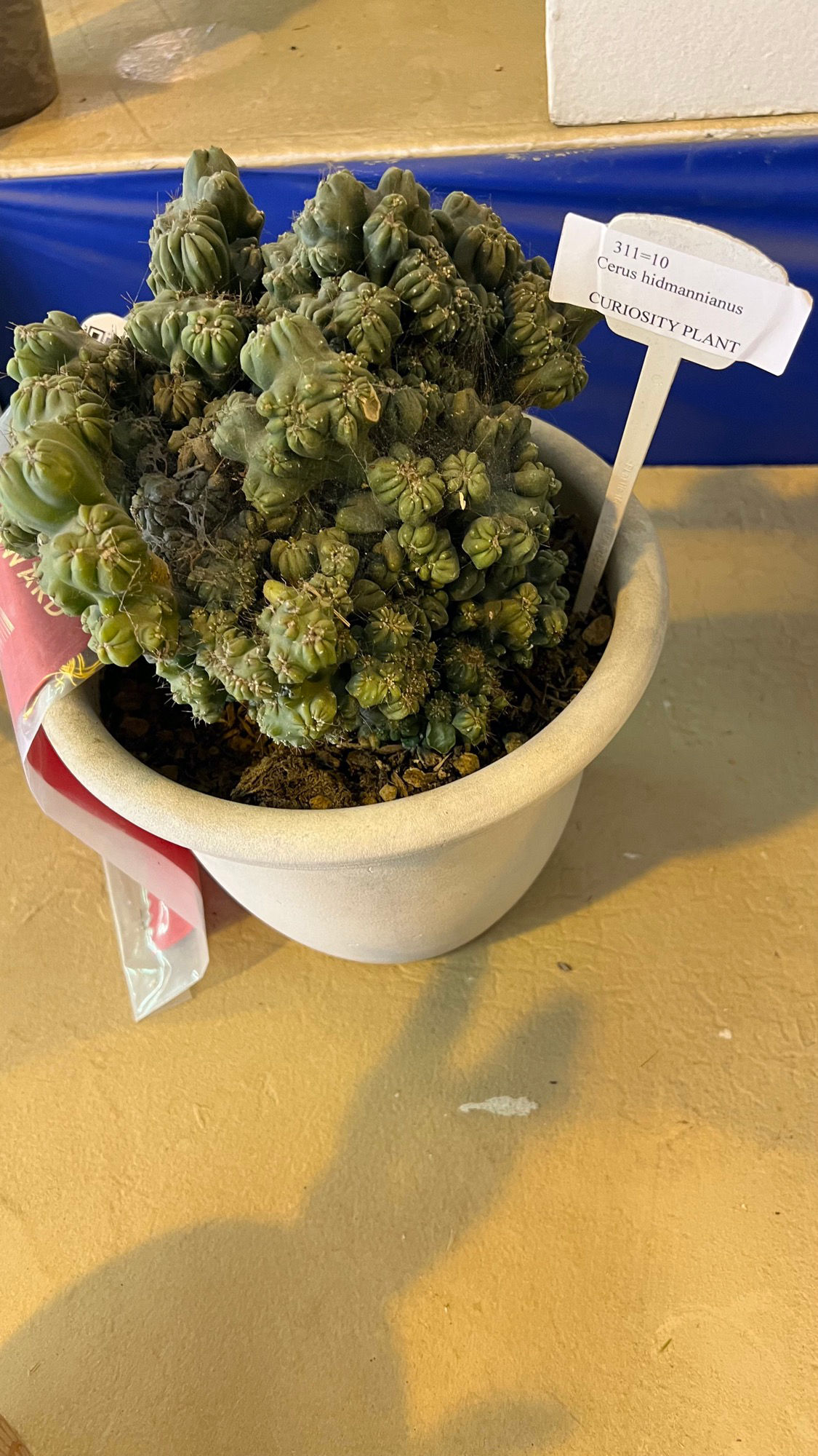 Cactus Curiosity Plant