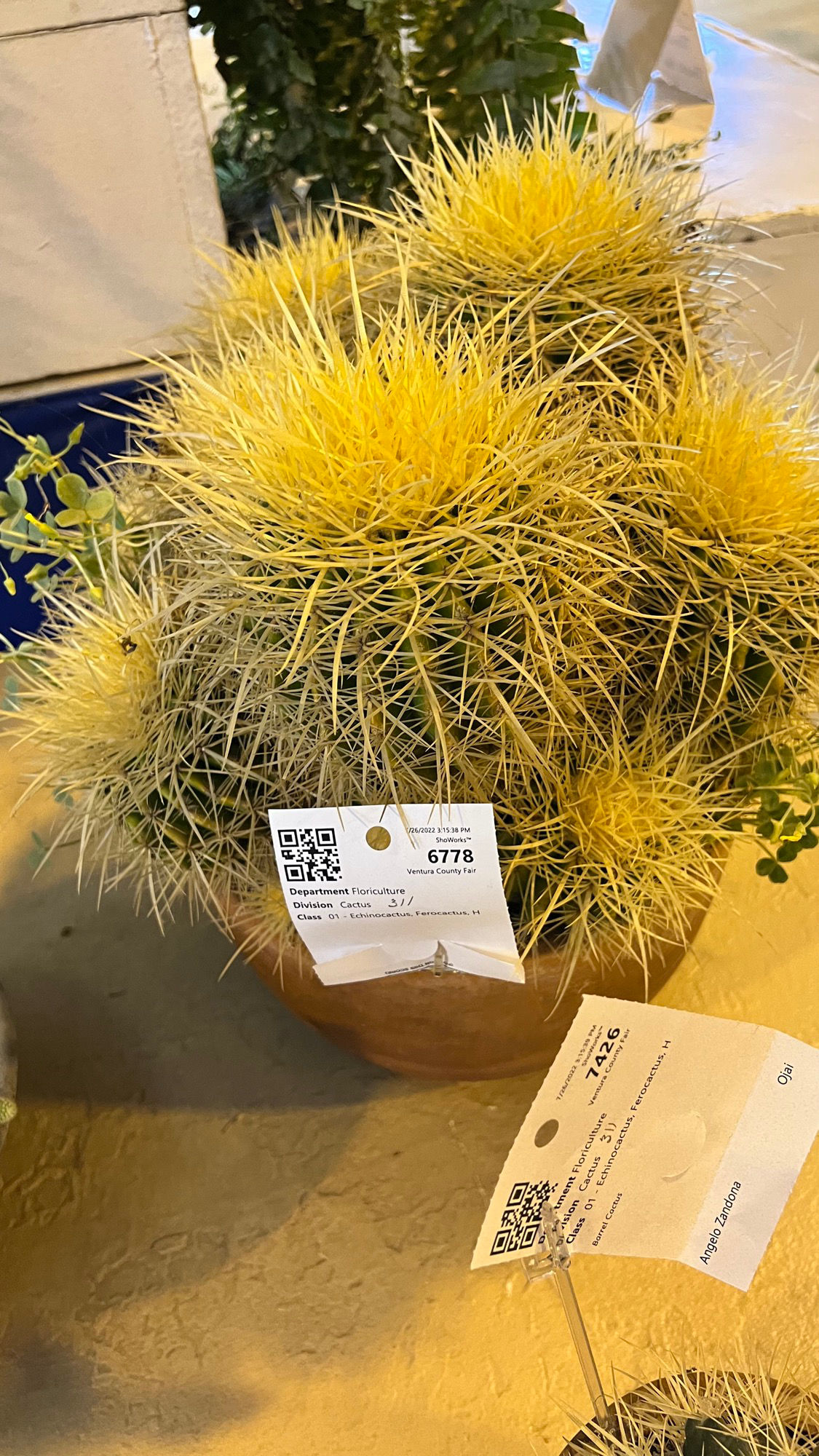 Echinocactus Cactus Echinocactus