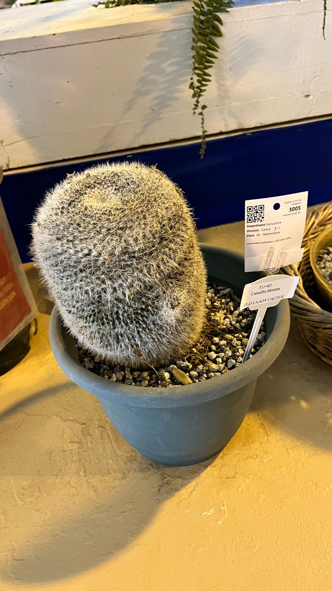Old Lady Cactus Old Lady
