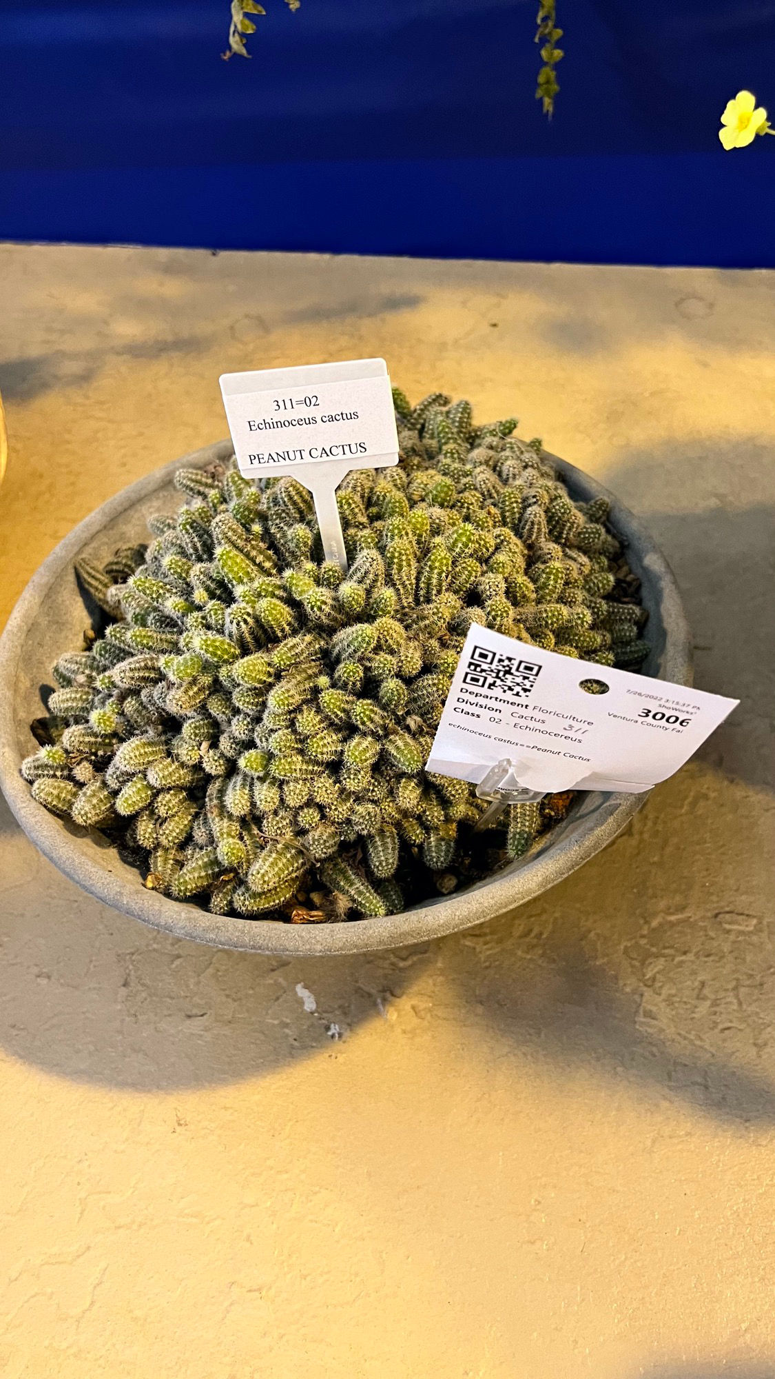 Peanut Cactus Peanut