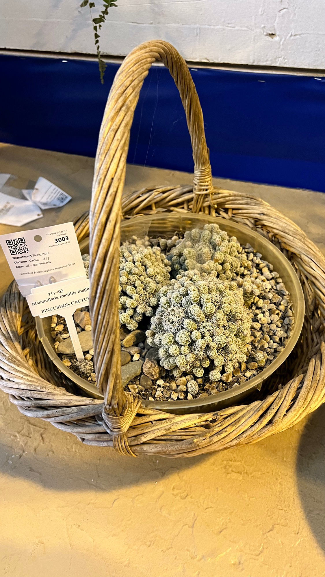 Pincushion Cactus Pincushion