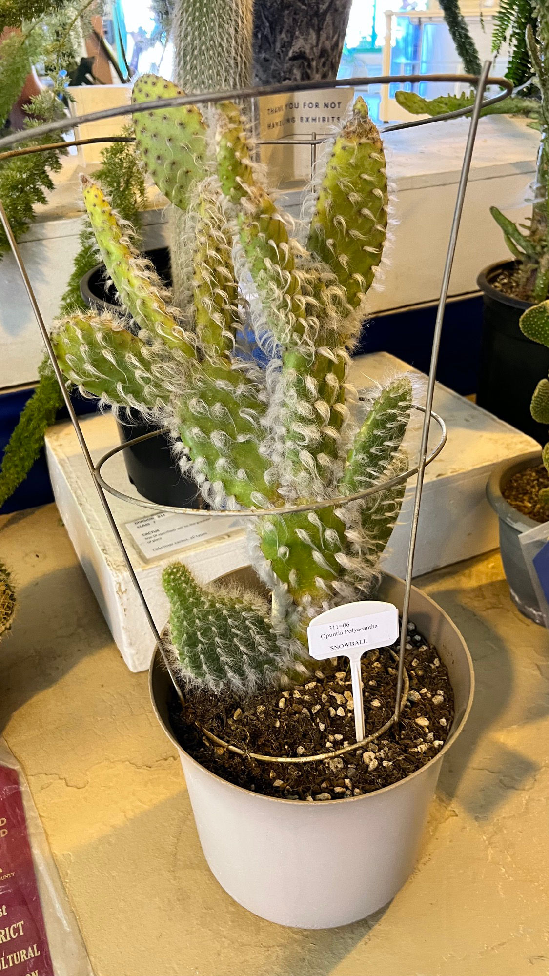 Snowball Cactus Snowball