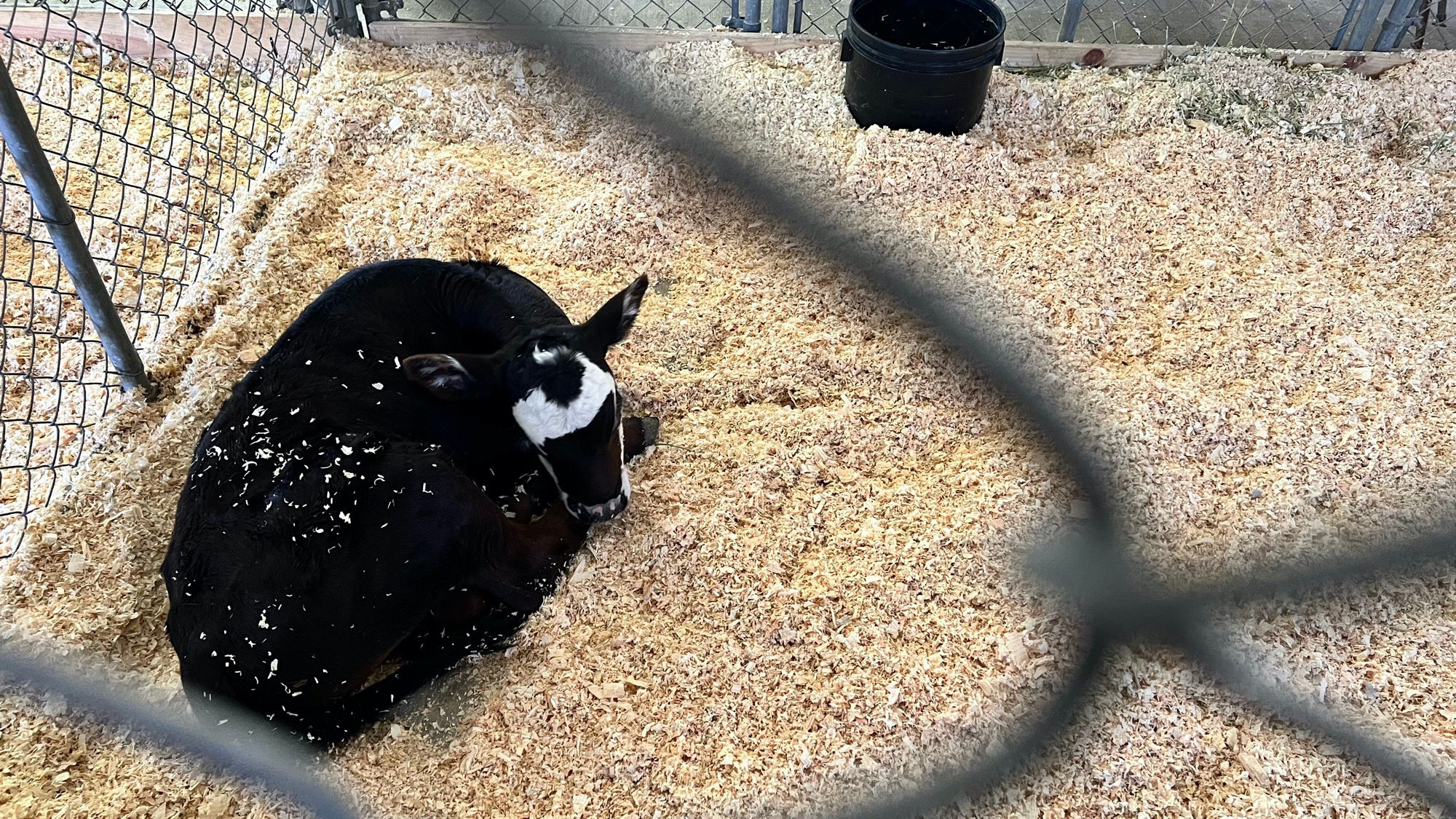 Uncle Leo's Barn Short-Horn Angus