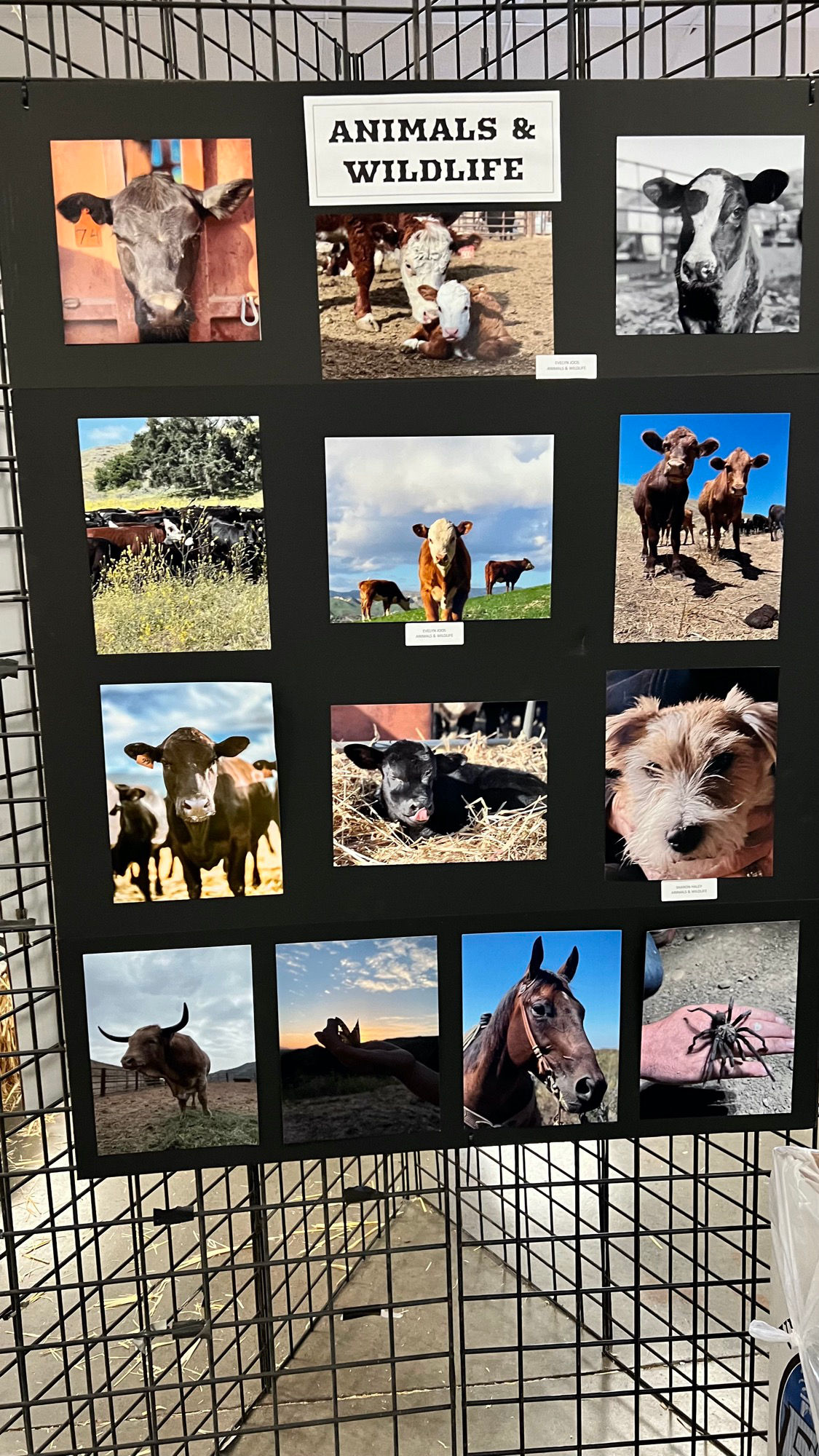 Animals & Wildlife Cattlemen's Association Animals & Wildlife