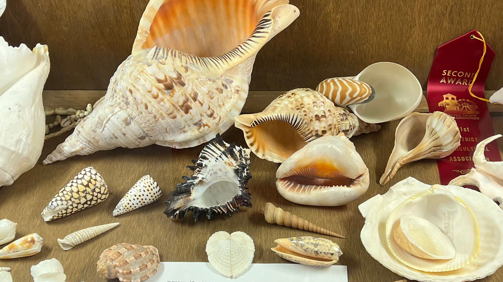 Collection Shells