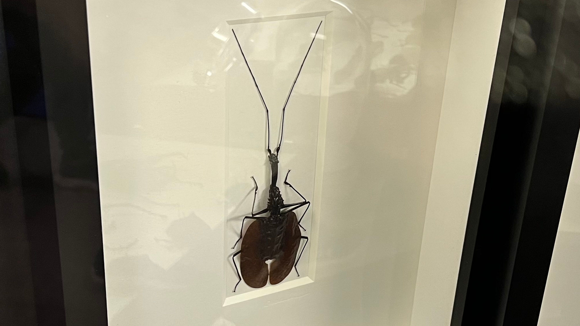 Collection Taxidermy