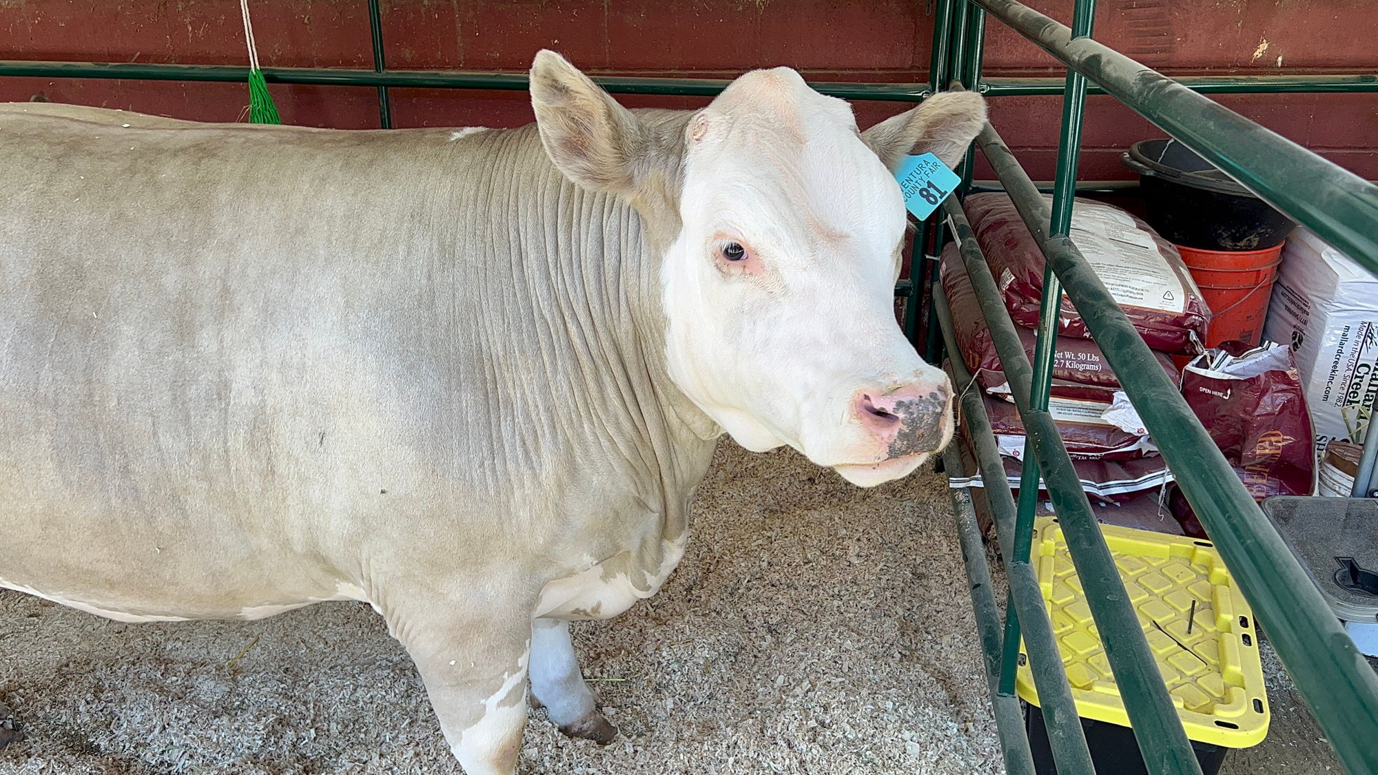 Cow