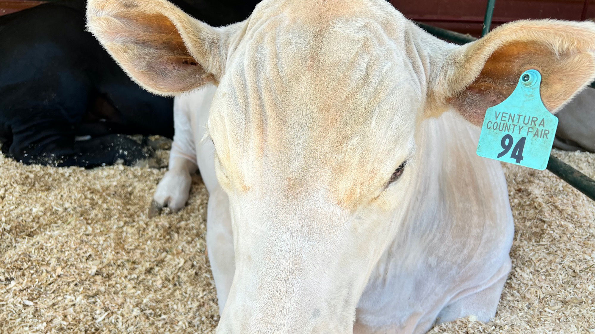 Cow