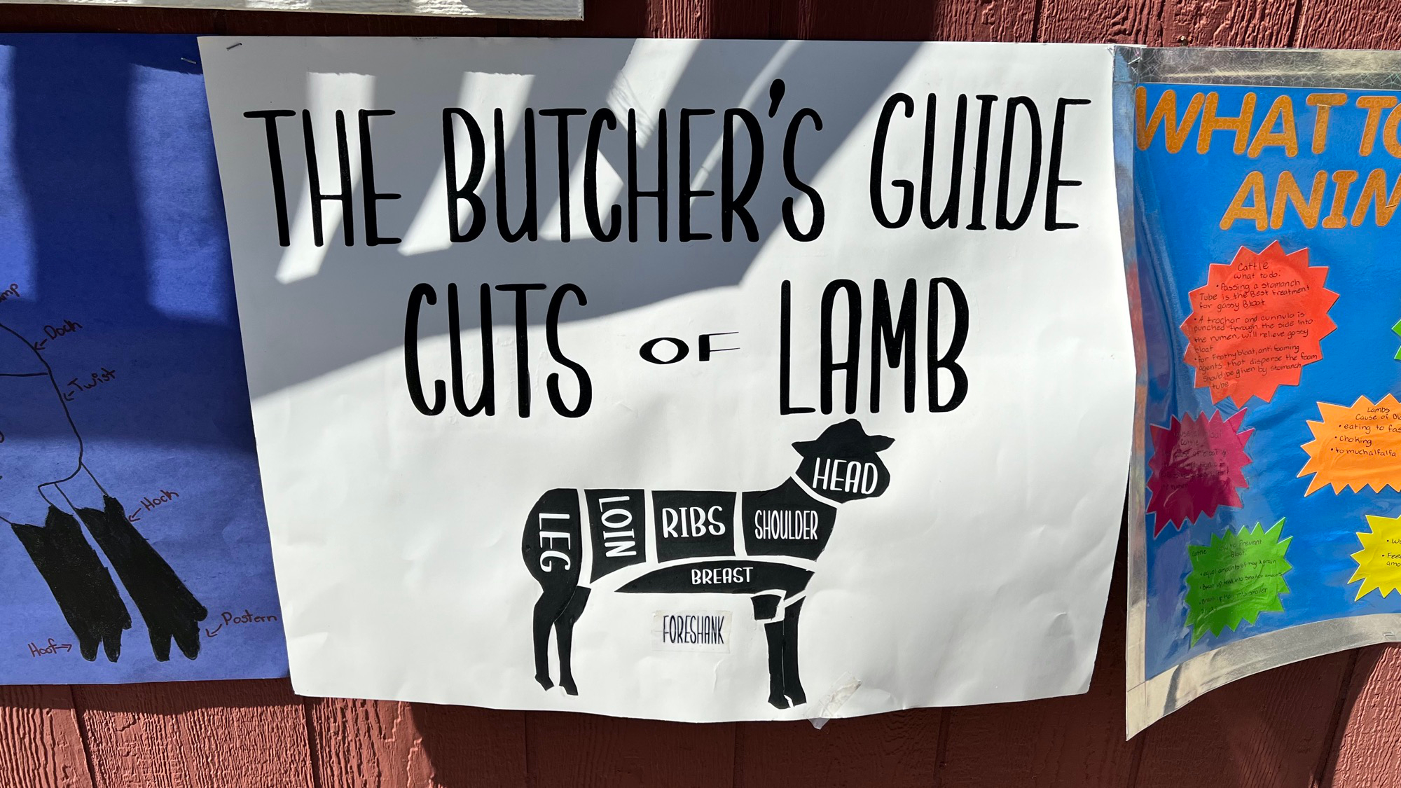 The Butcher's Guide Cuts of Lamb