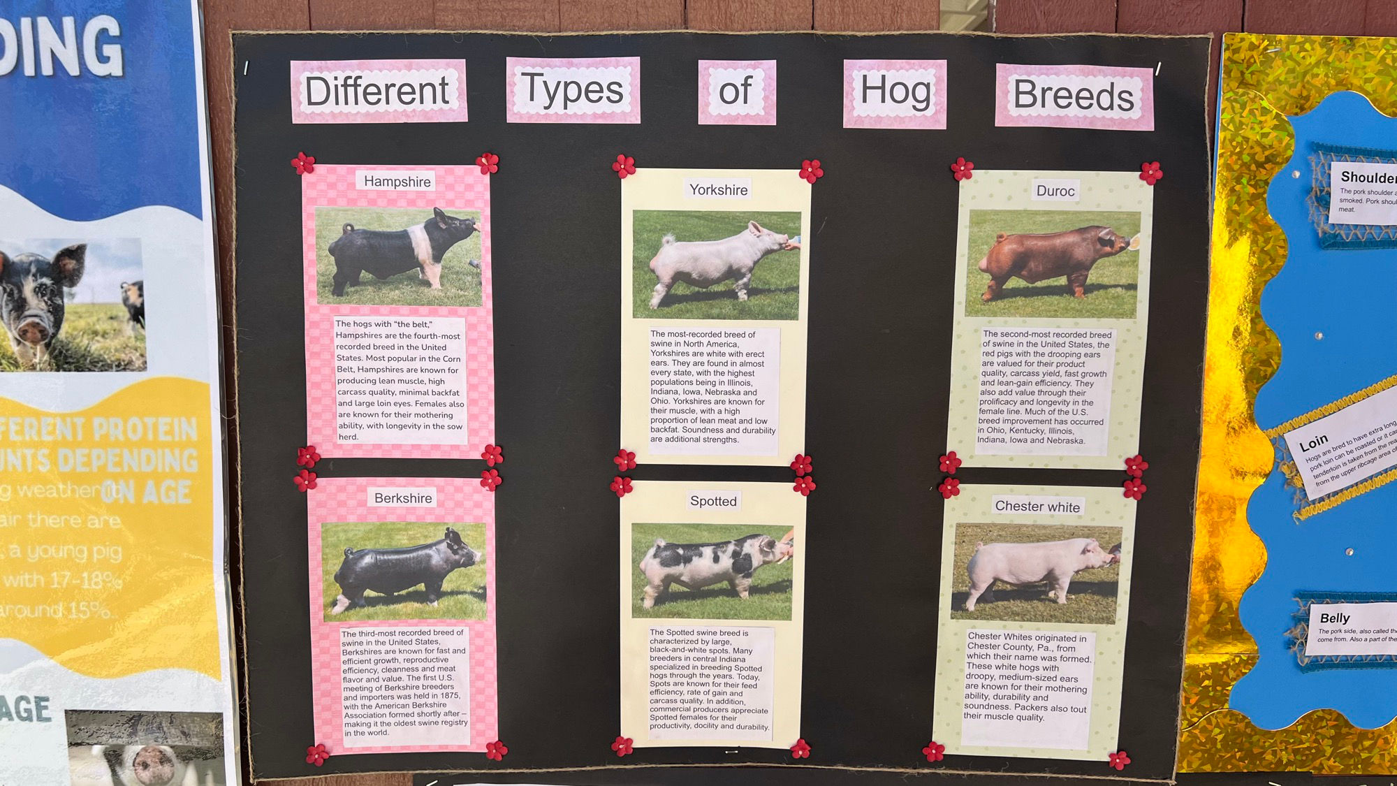 Different Types of Hog Breeds
