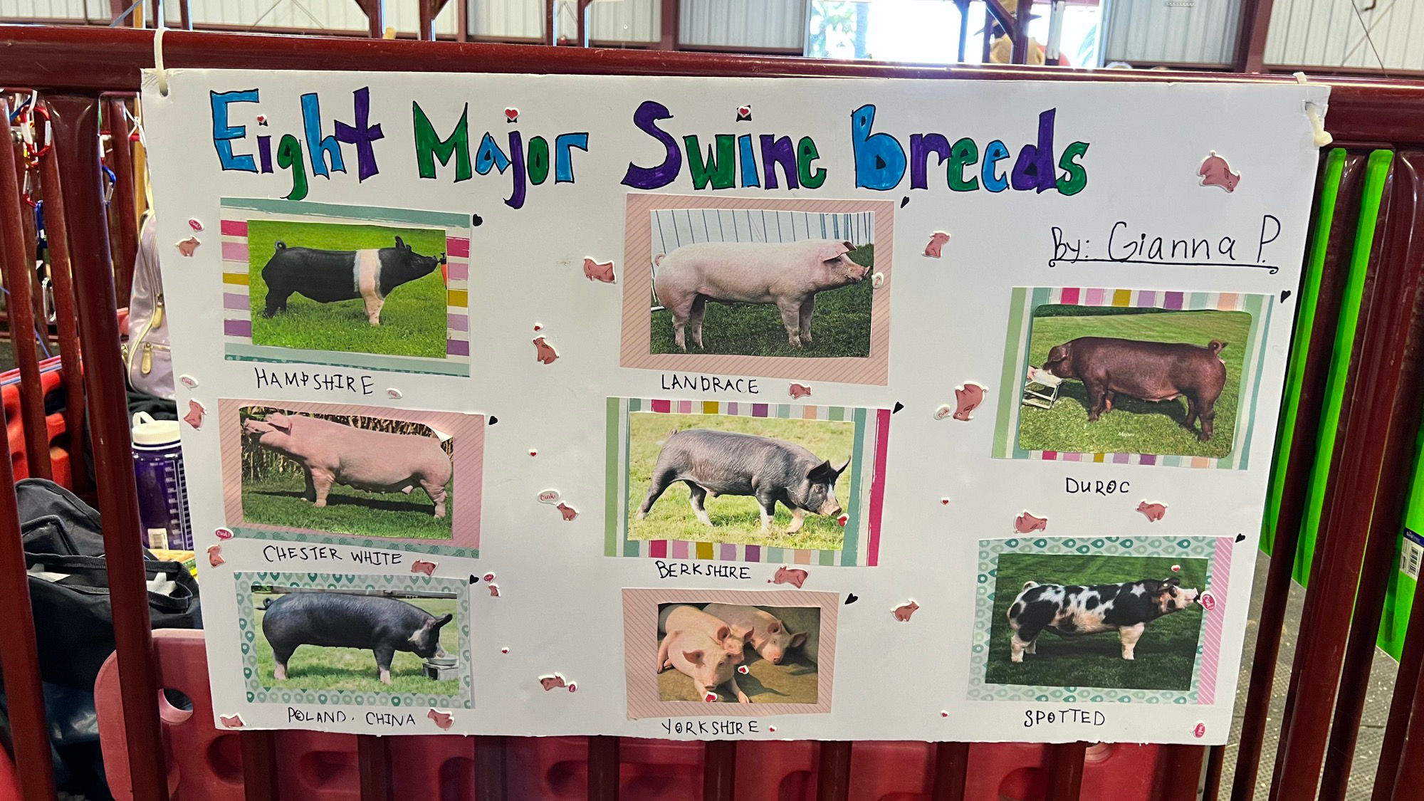 Eight Major Swine Breeds