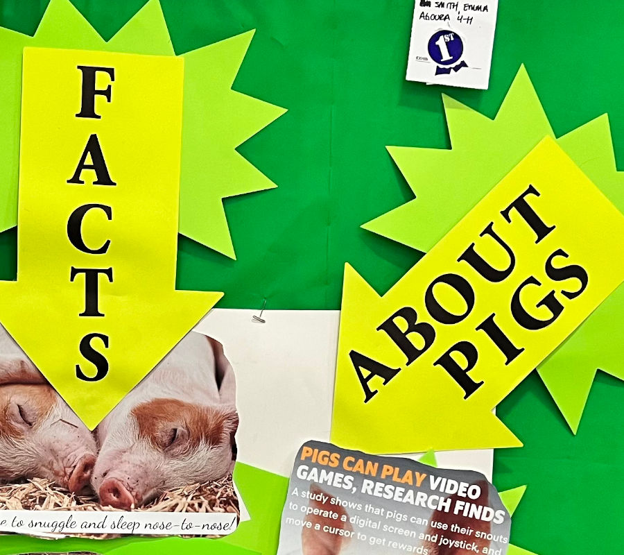 Amazing Facts About Pigs