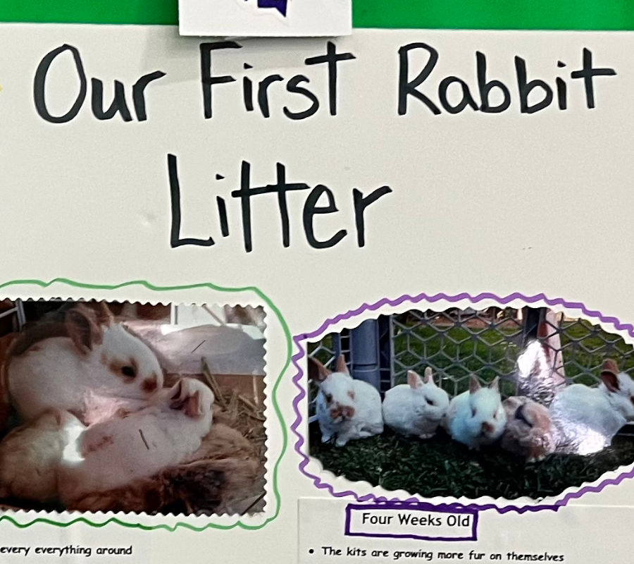 Our First Rabbit Litter