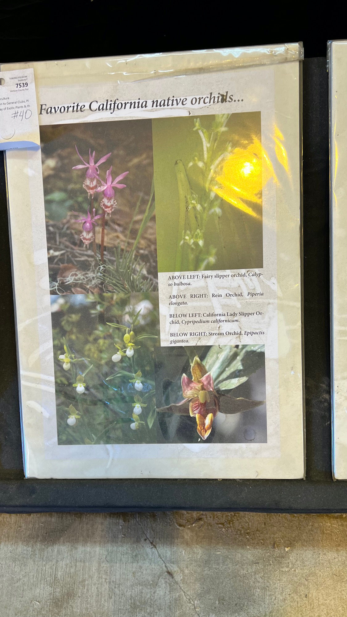 California Native Orchids California Native Orchids