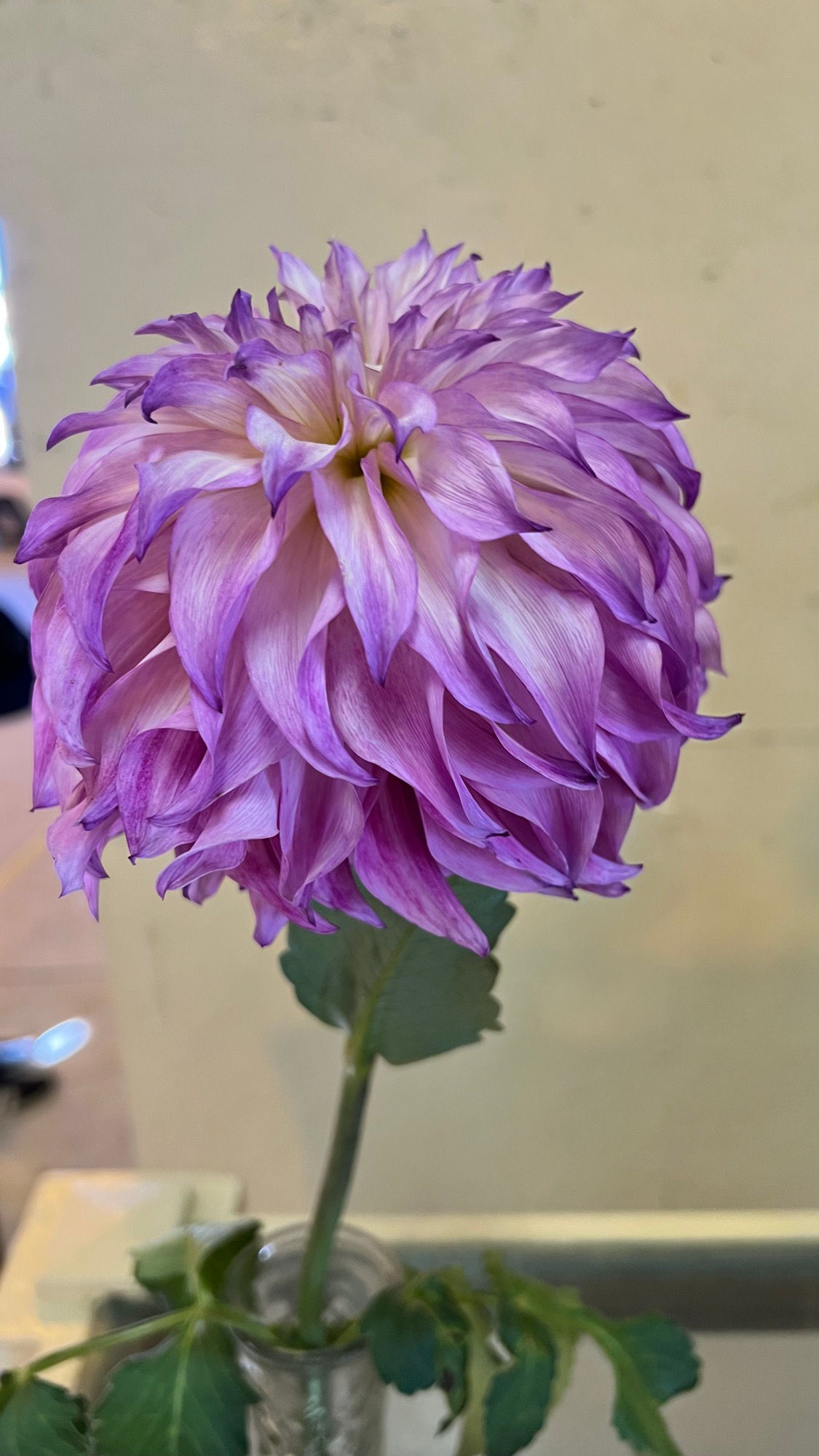 Floriculture Dahlias