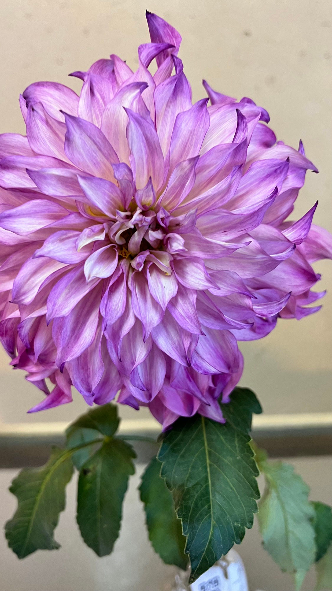 Floriculture Dahlias