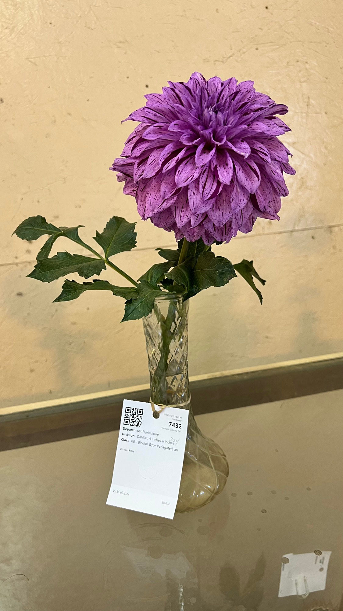 Floriculture Dahlias