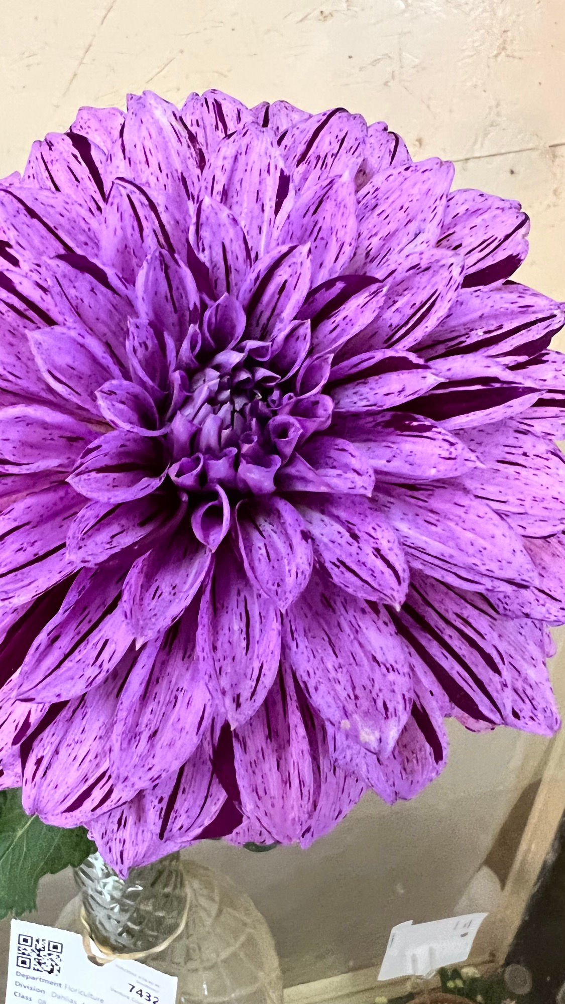 Floriculture Dahlias