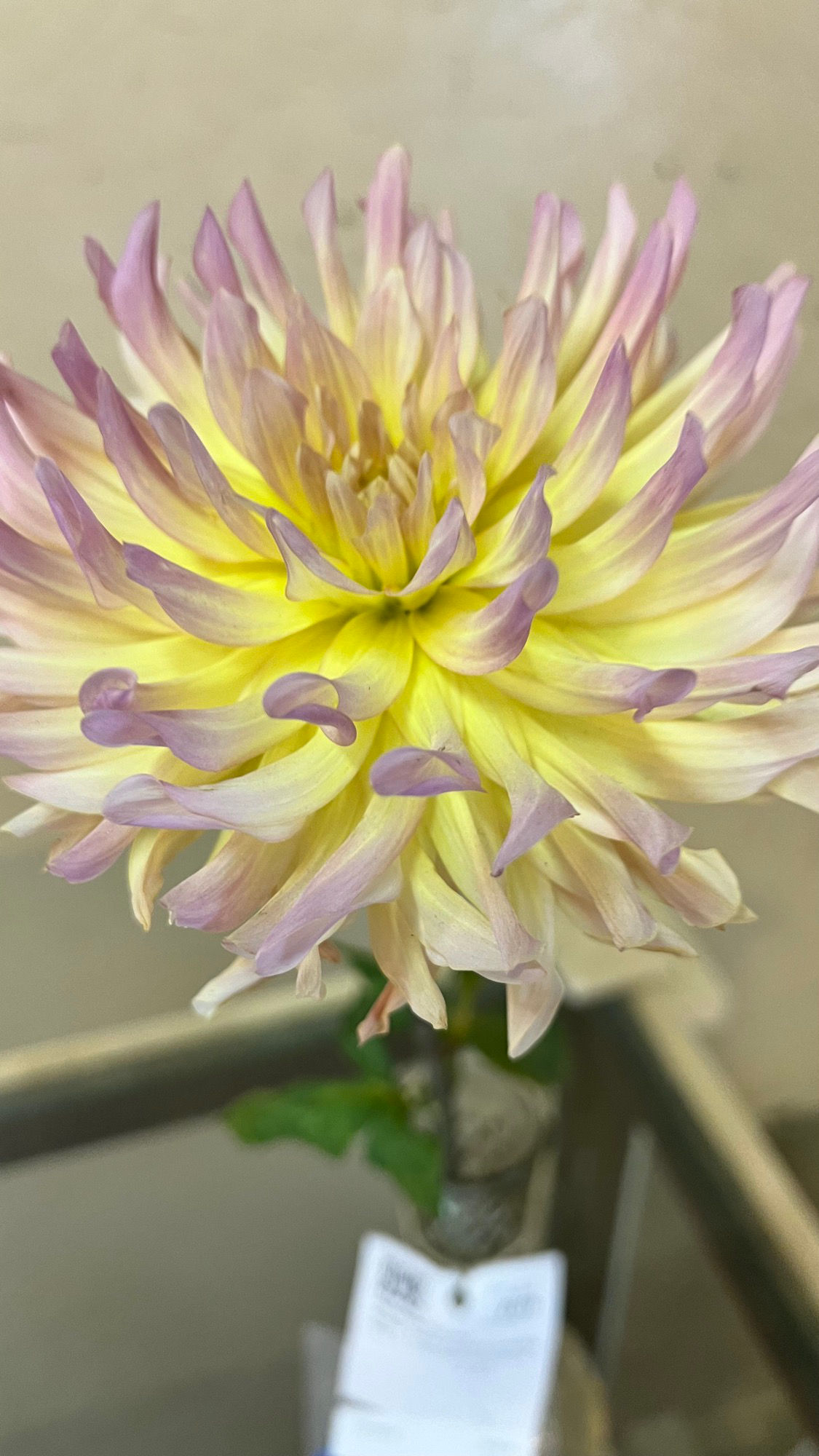 Floriculture Dahlias