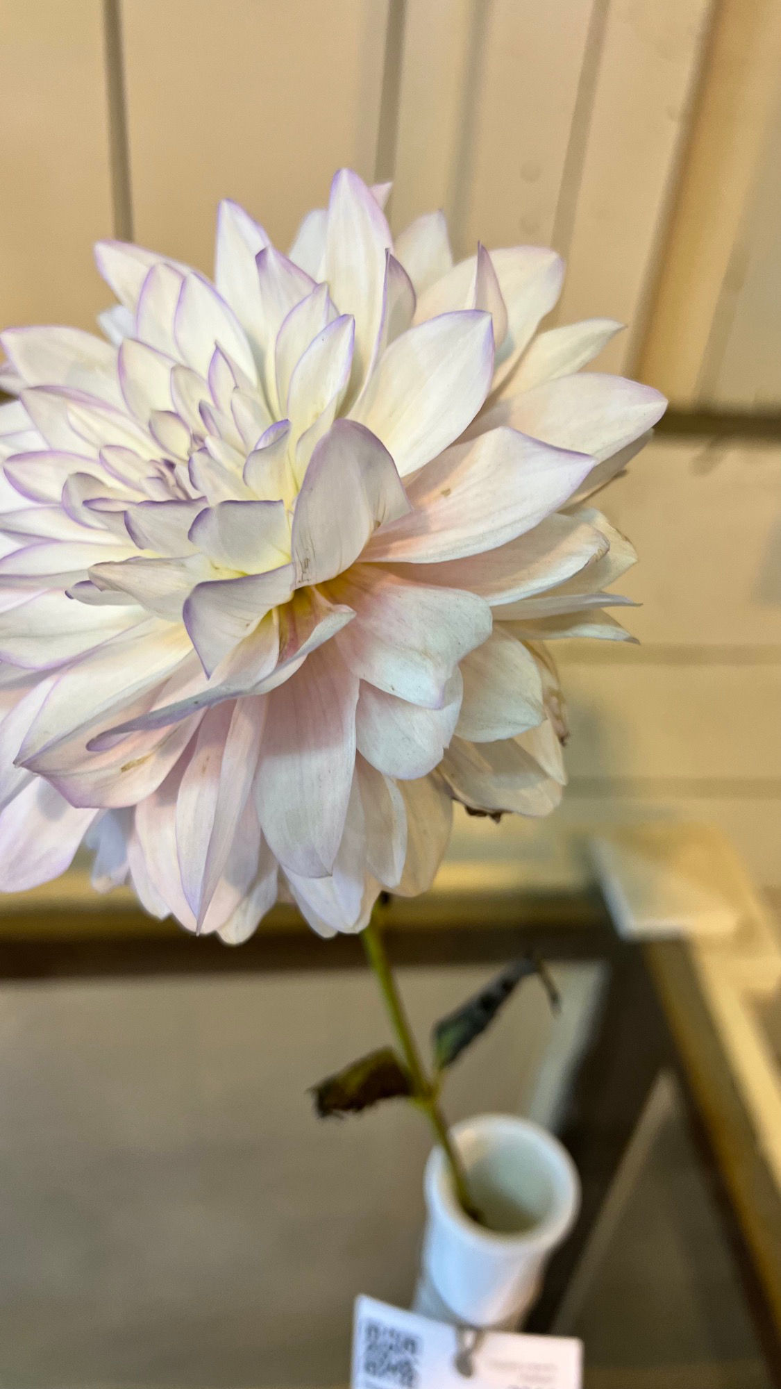 Floriculture Dahlias