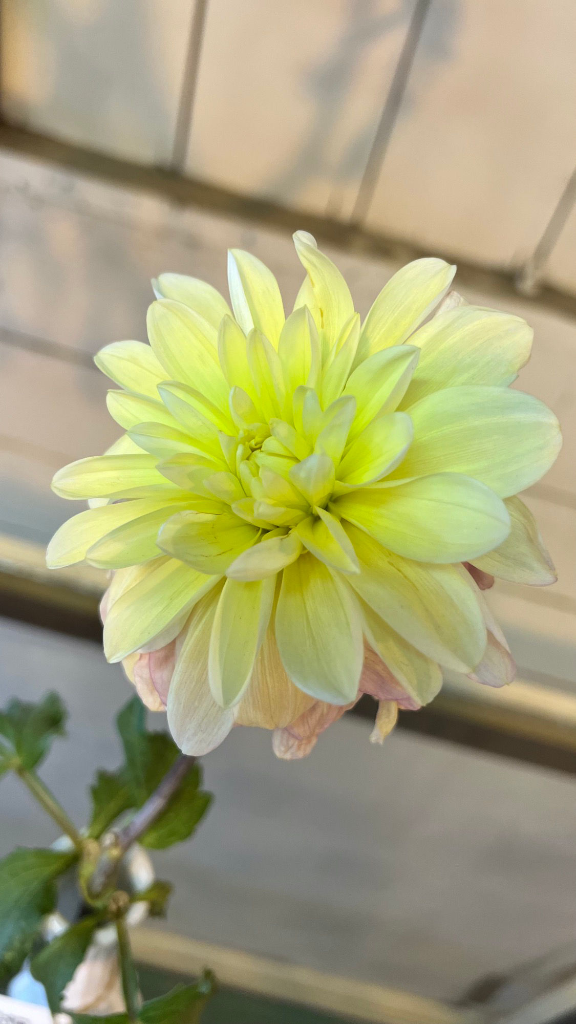 Floriculture Dahlias