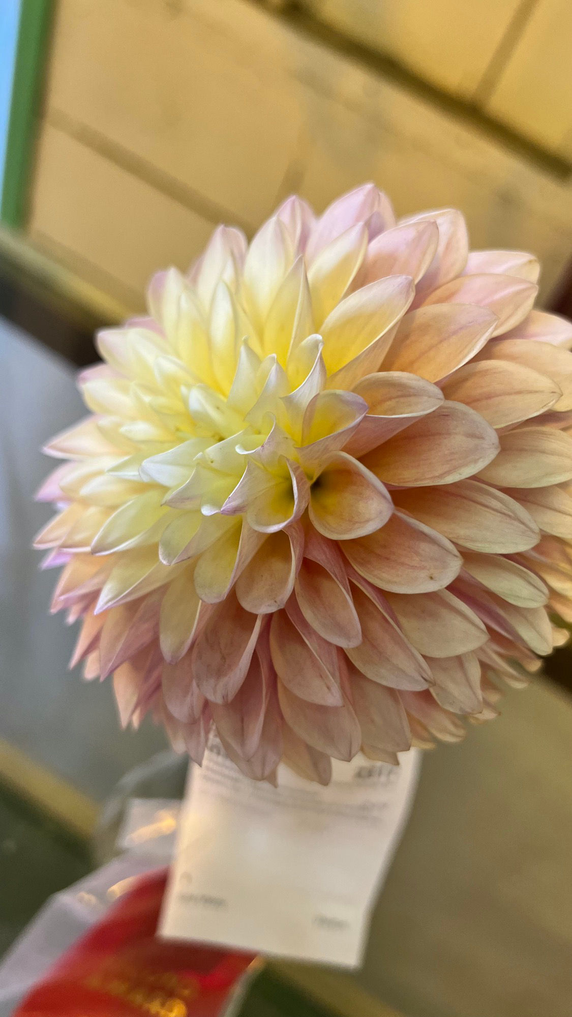 Floriculture Dahlias