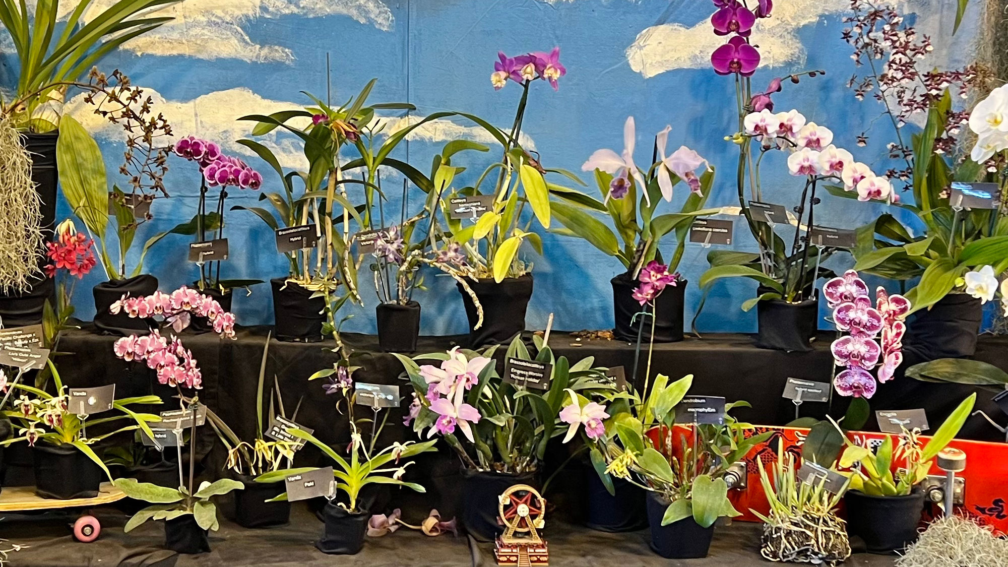 Floriculture Orchids