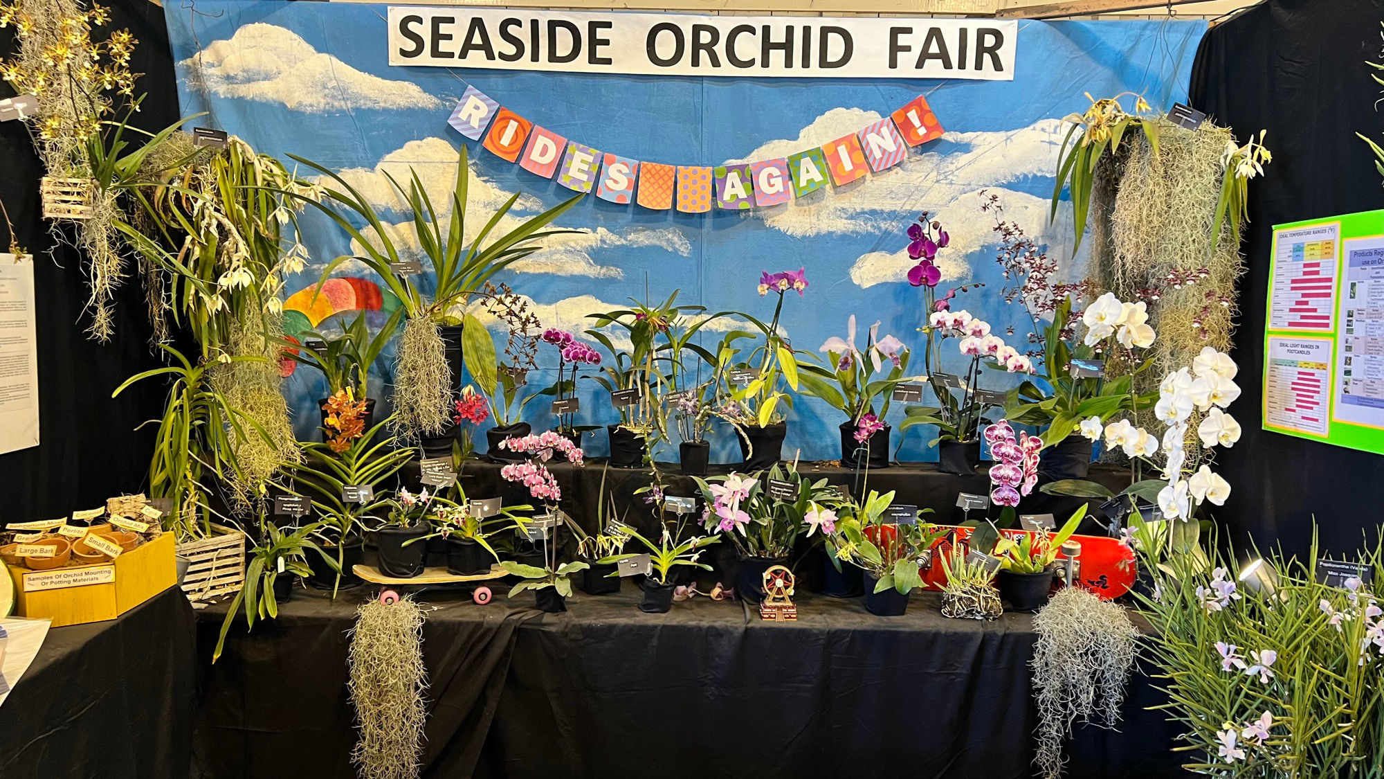 Orchids Floriculture Orchids