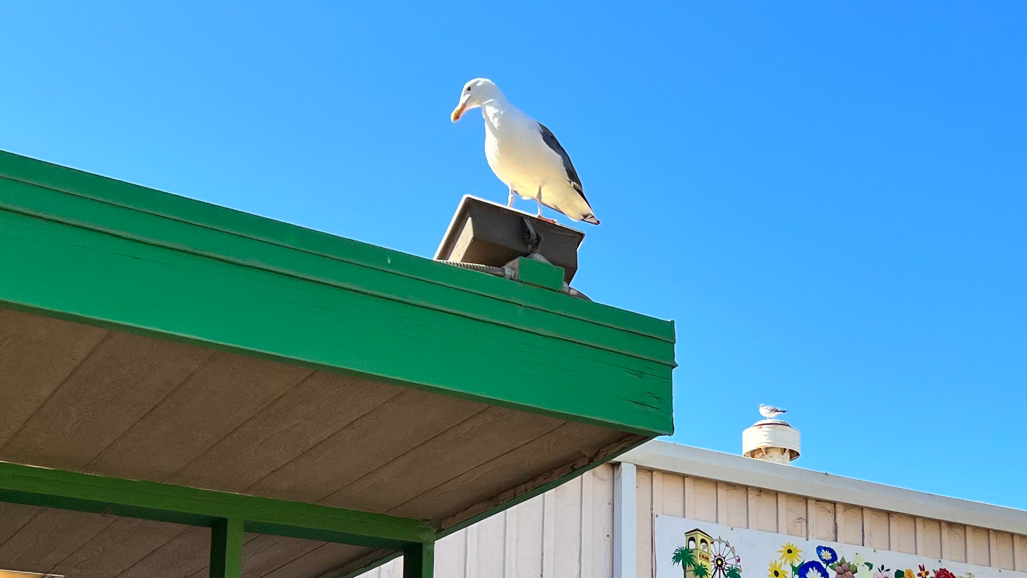 Floriculture Seagulls