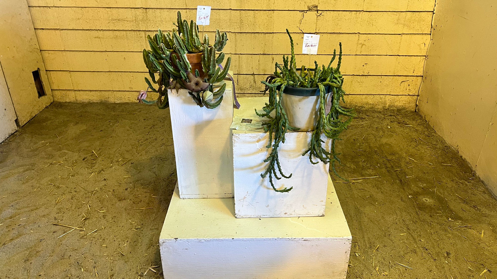 Floriculture Succulents