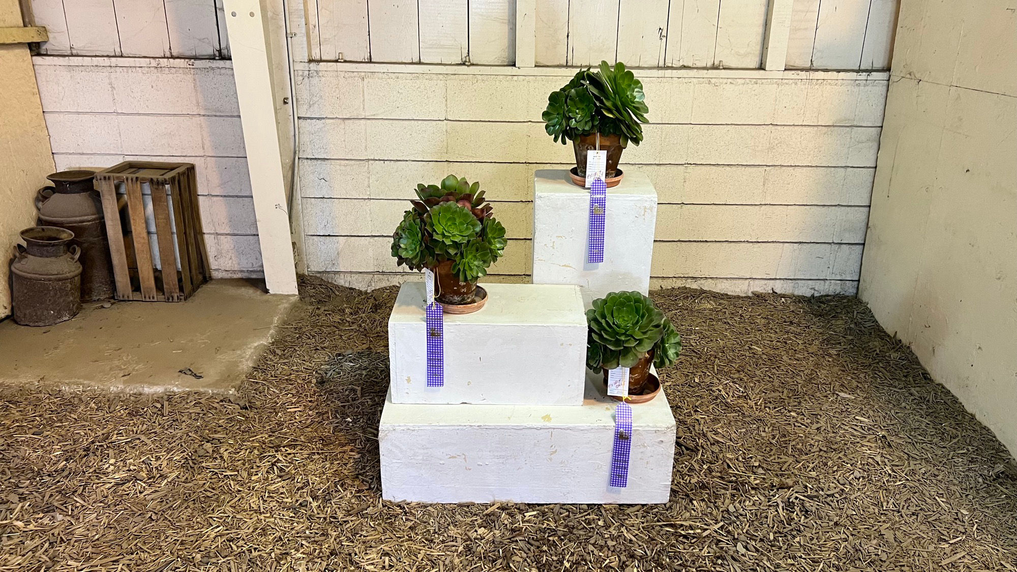 Floriculture Succulents