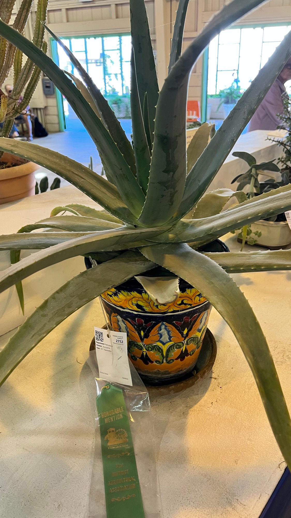 Succulent Aloe Ellenbeckii