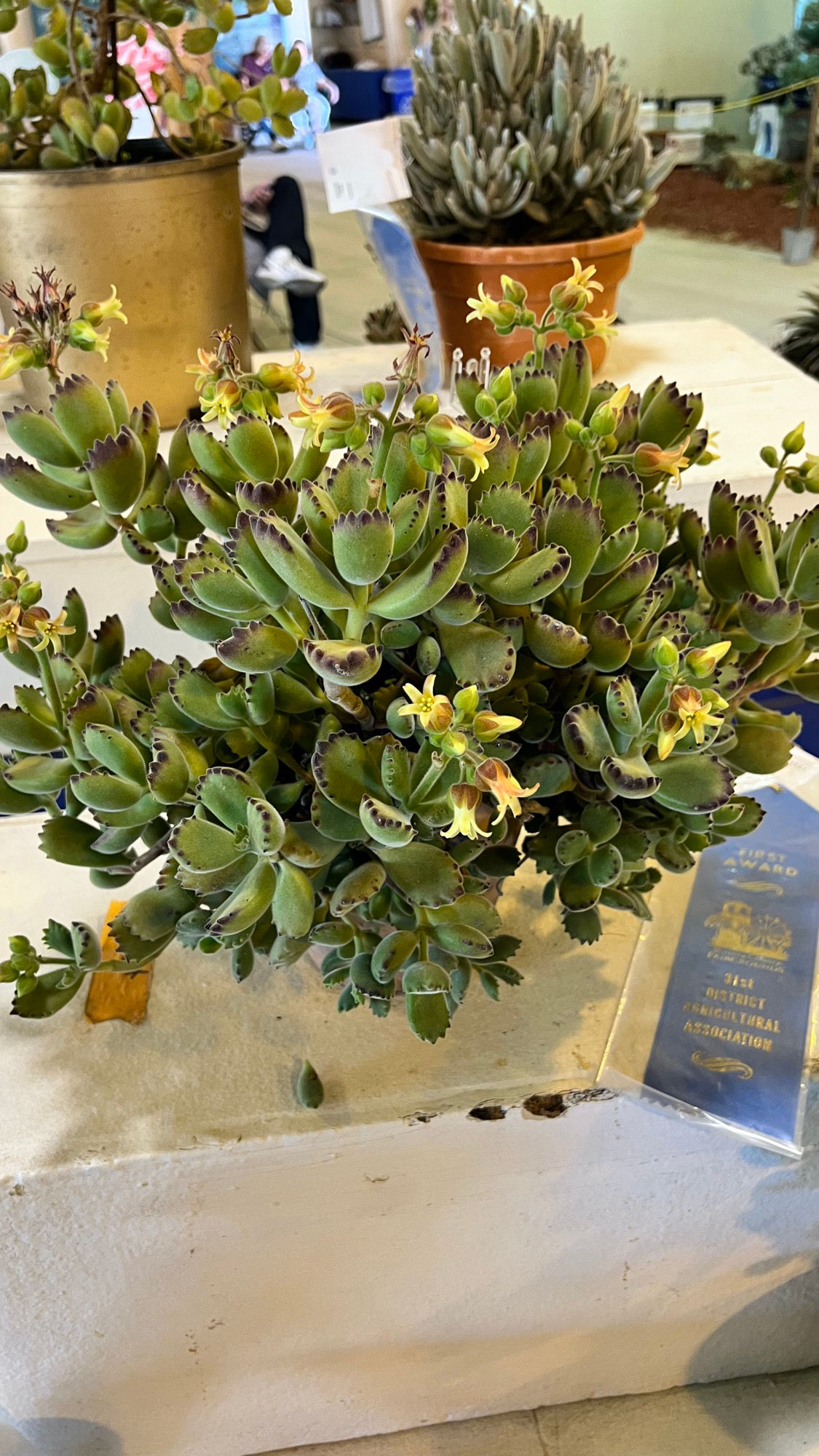 Floriculture Succulents