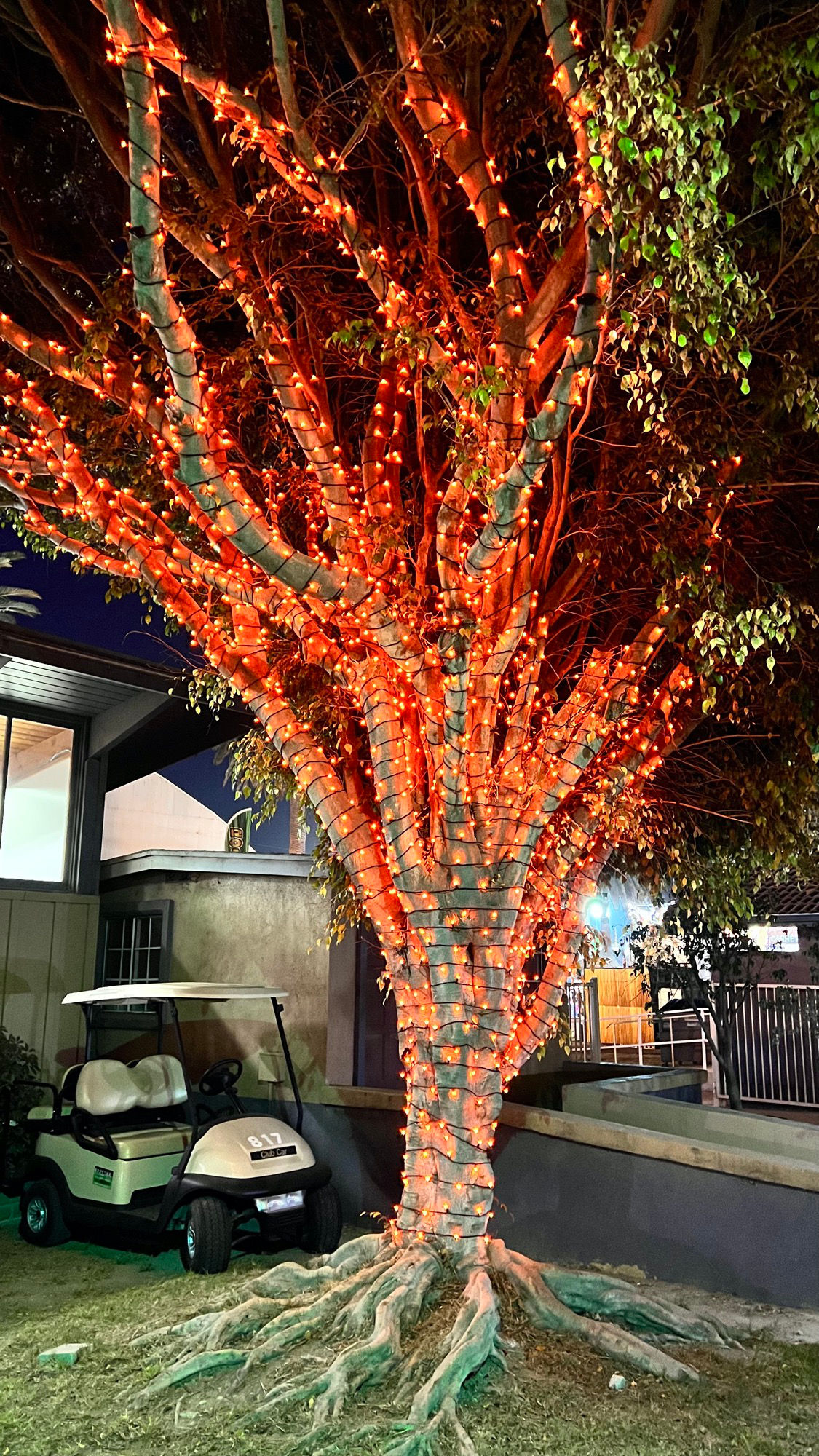 Floriculture Tree Lights in Front