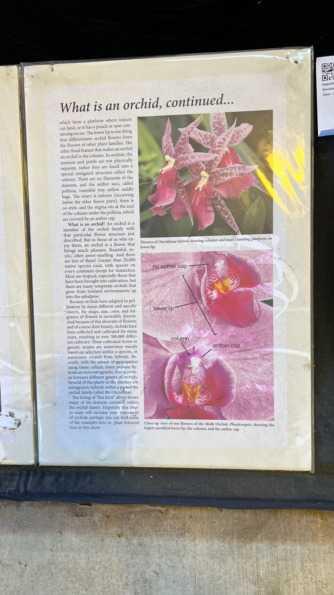 What is an Orchid continued What is an Orchid continued