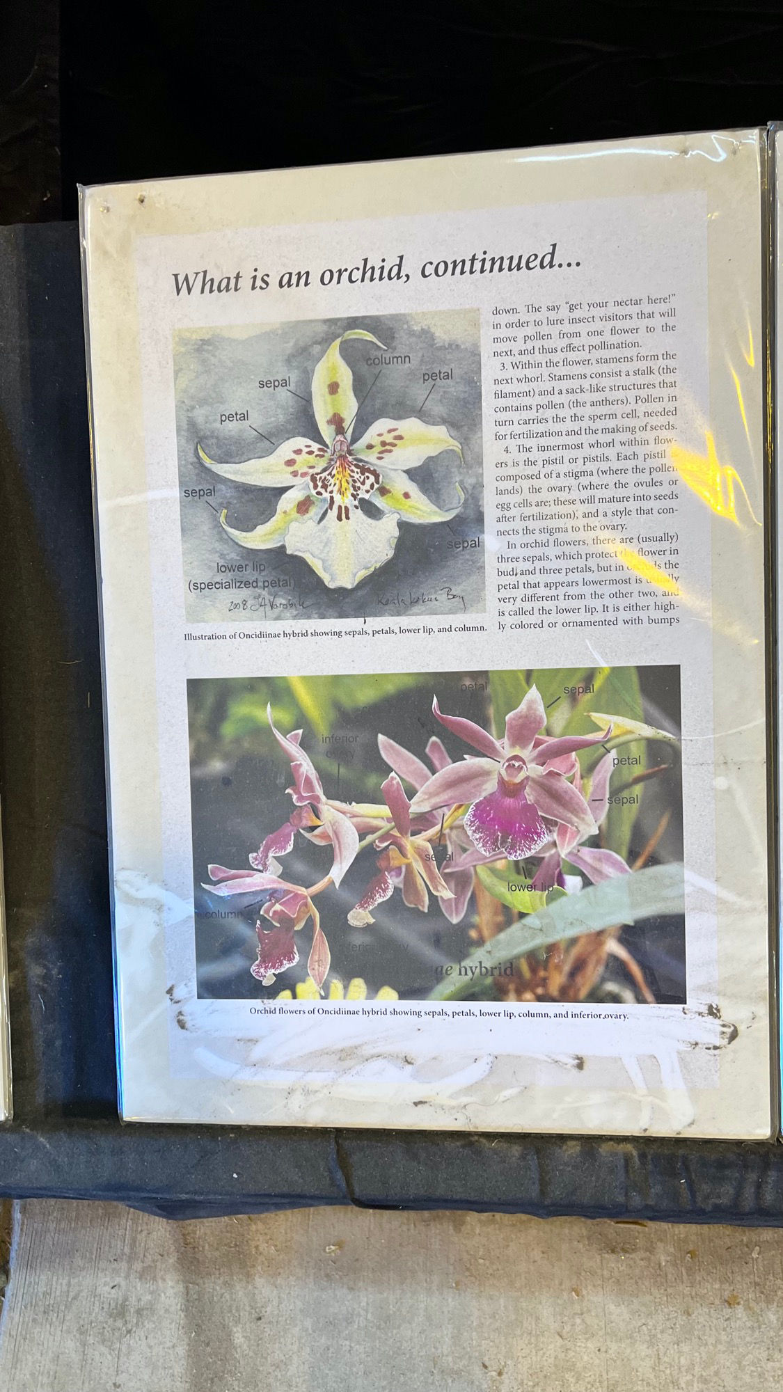 What is an Orchid continued What is an Orchid continued