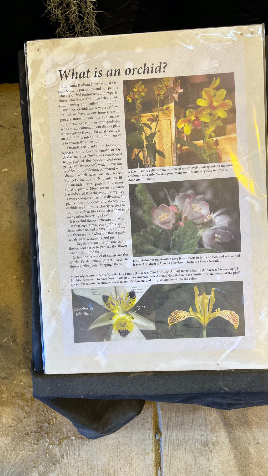 What is an Orchid What is an Orchid