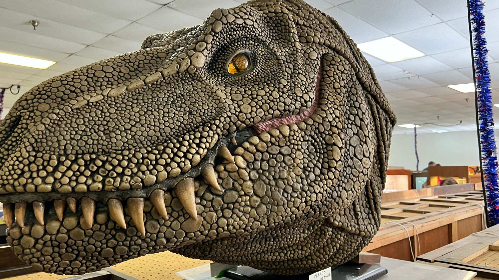 Fossils Dinosaur