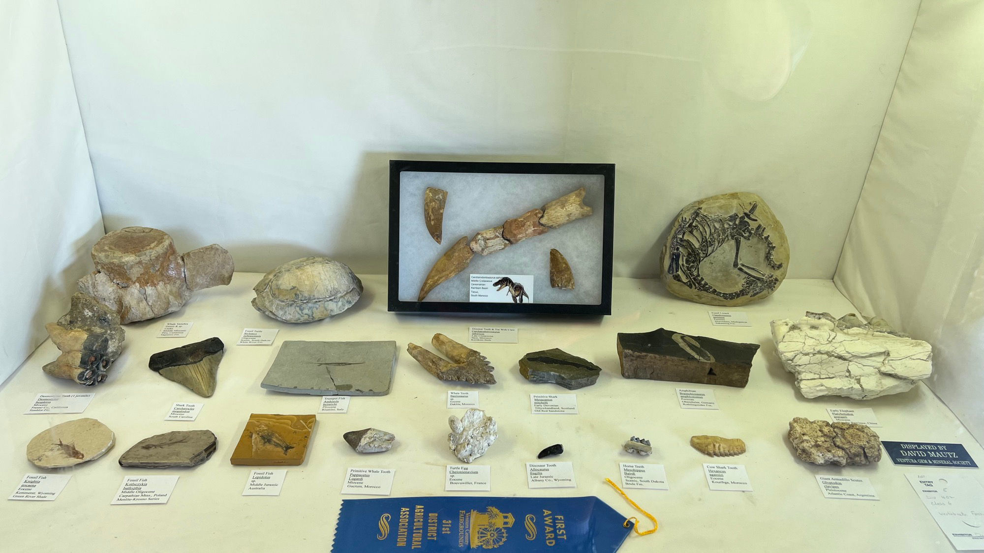 Fish and Teeth Fossils Fish and Teeth