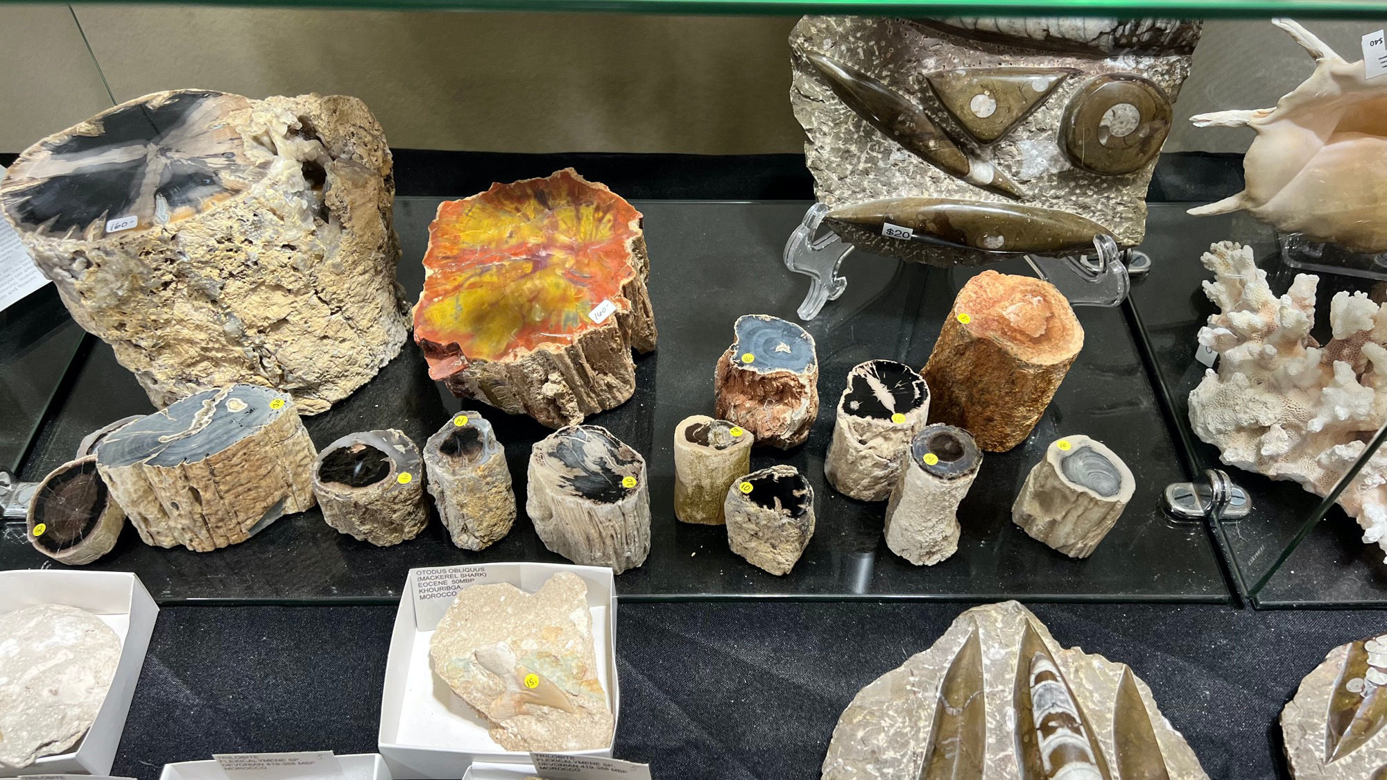 Fossils For Sale