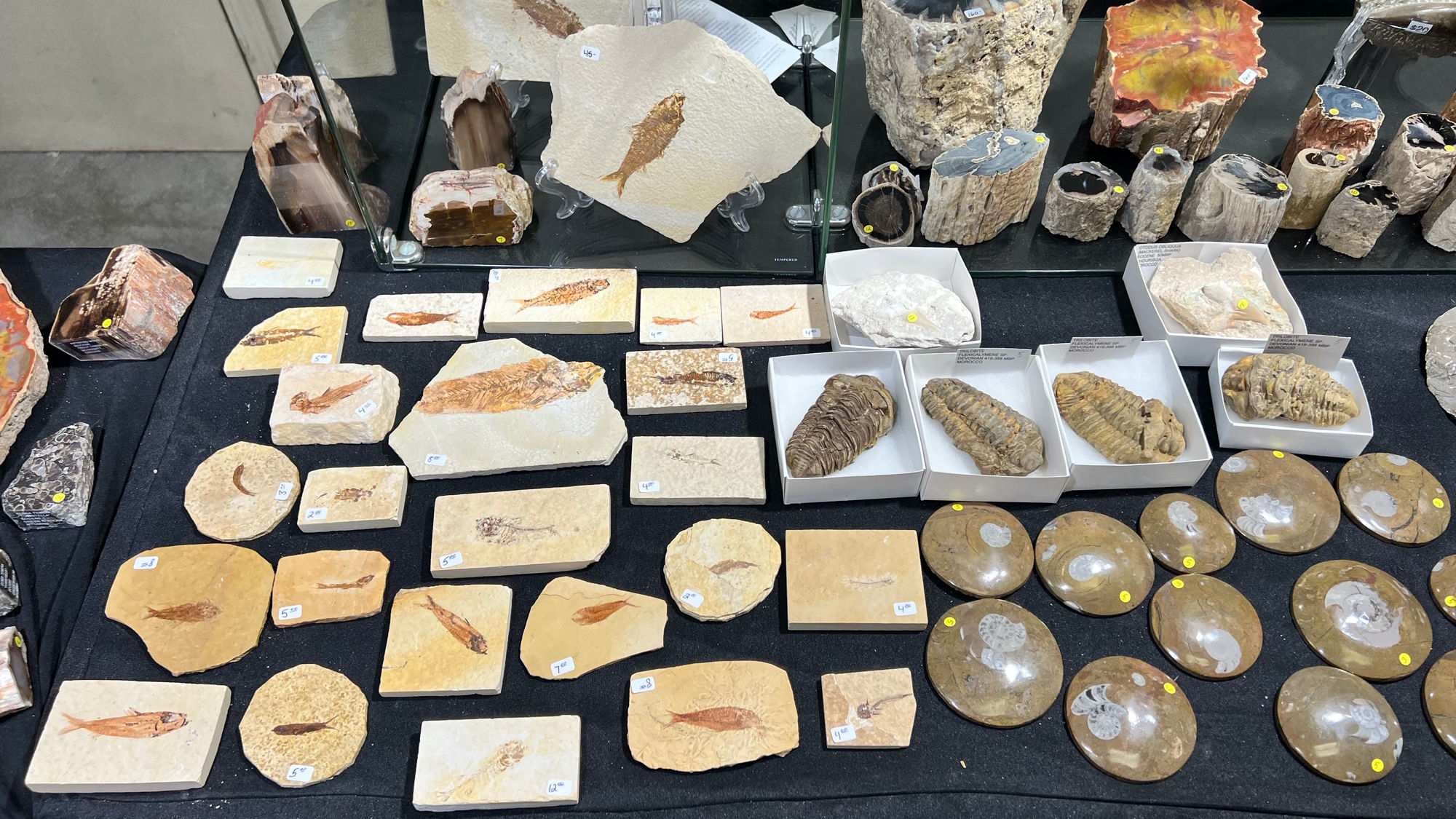 Fossils For Sale