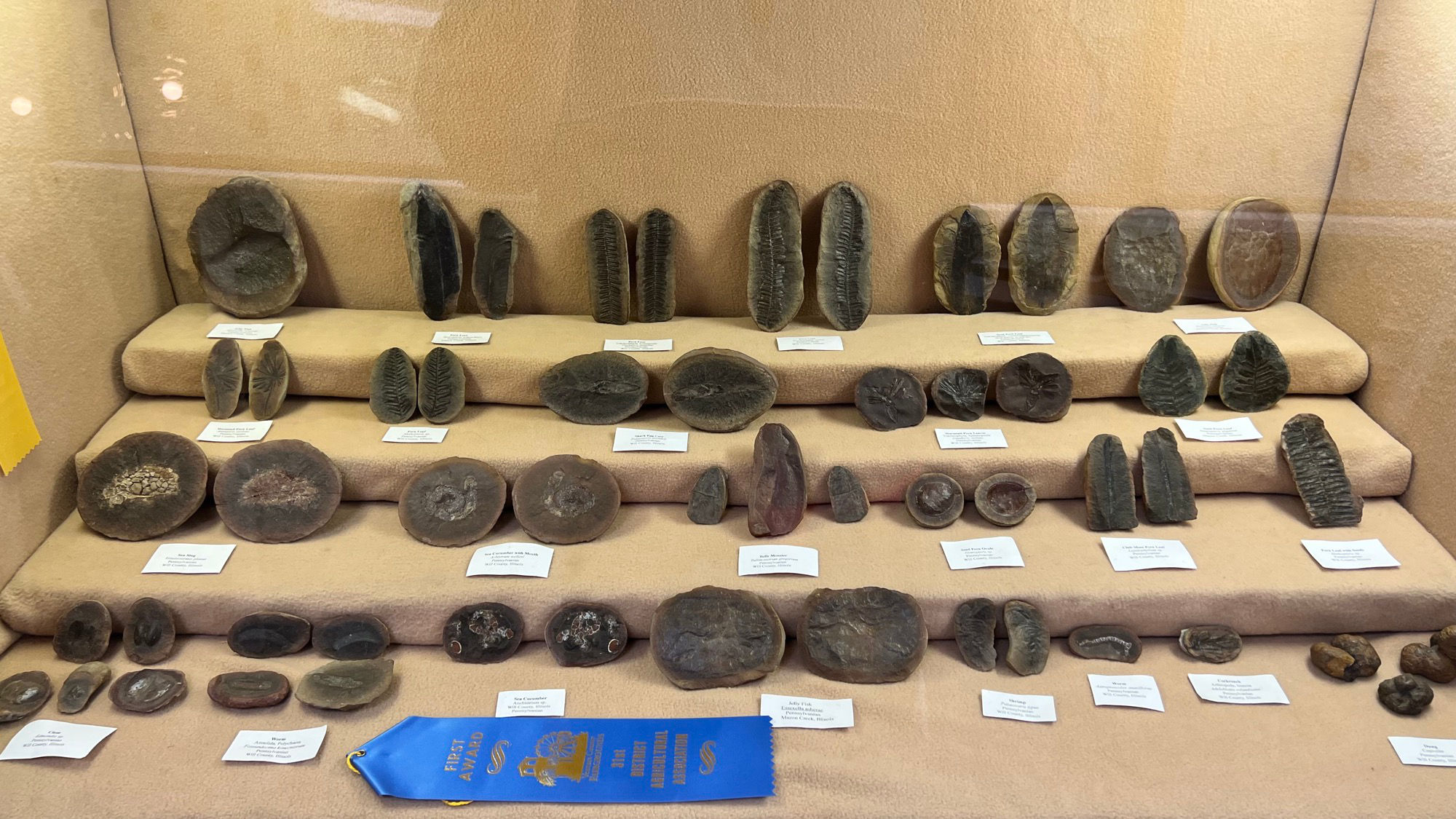 From the Ocean Fossils From the Ocean