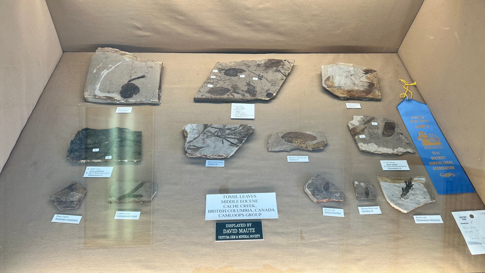 Leaves Fossils Leaves