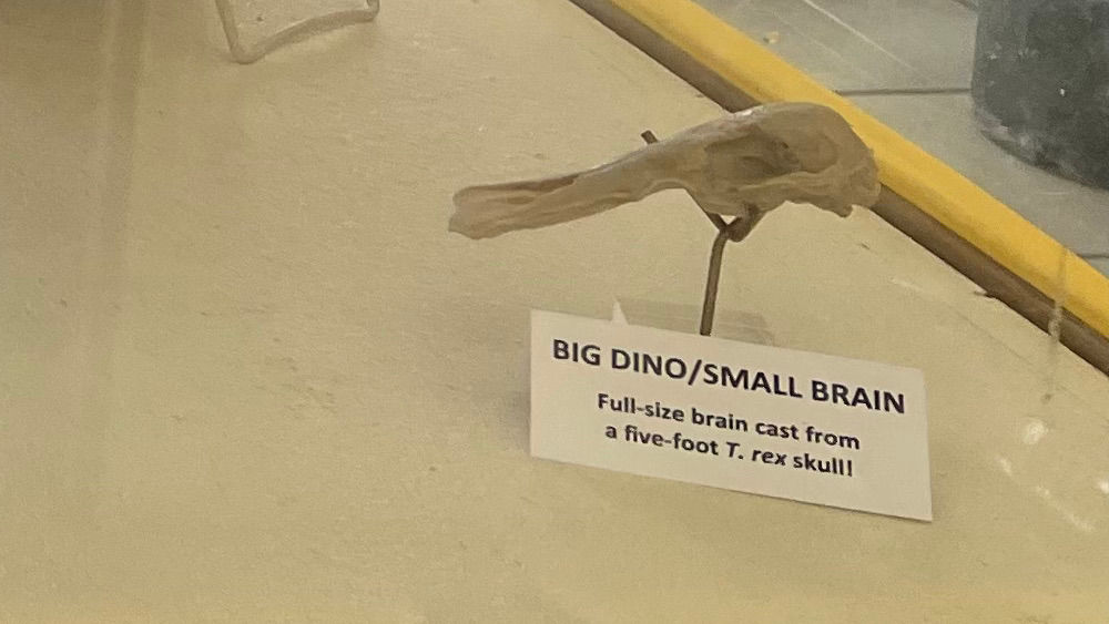 Small Brain Fossils Small Brain