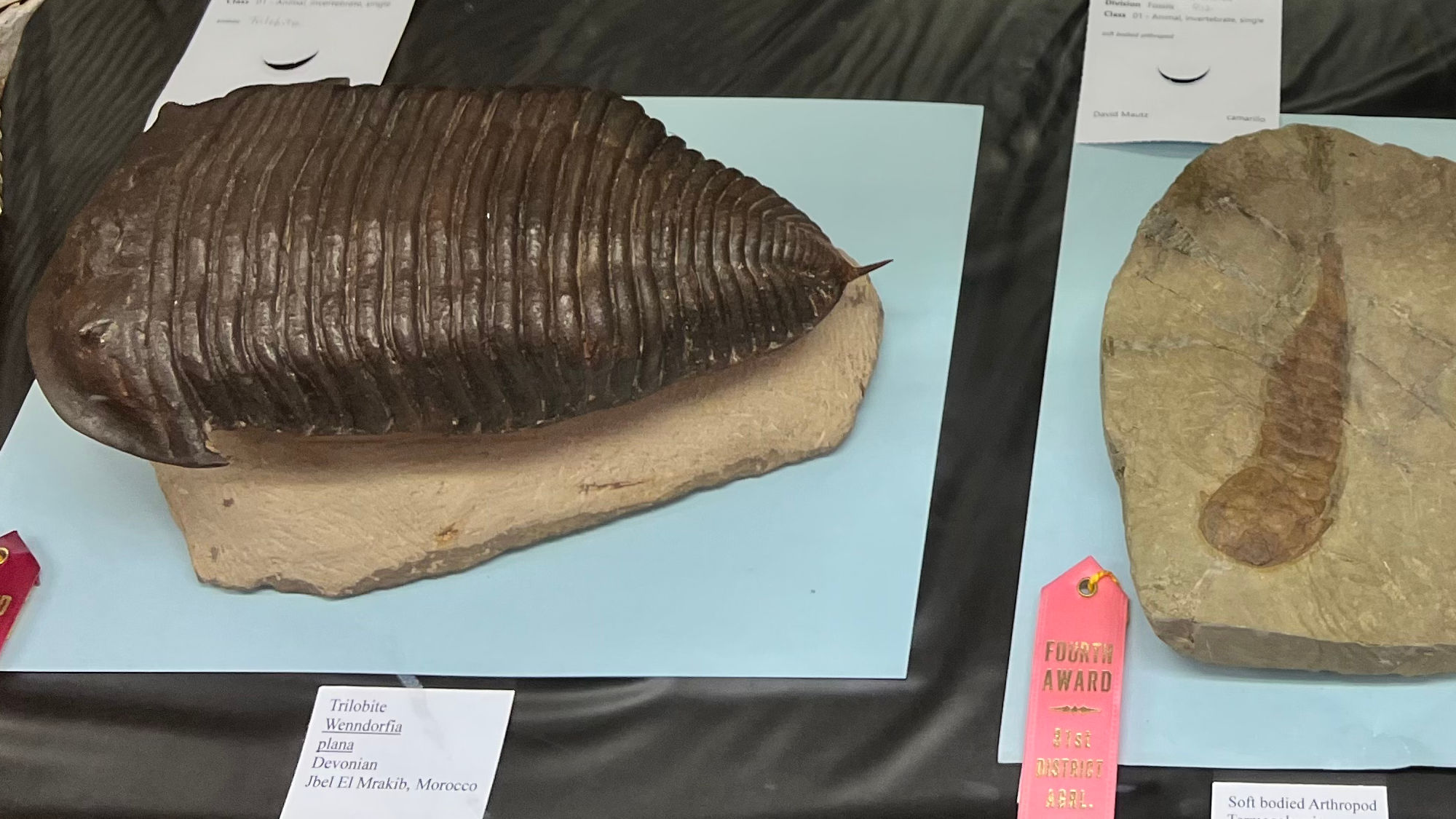 Soft Bodied Anthropod Fossils Soft Bodied Anthropod