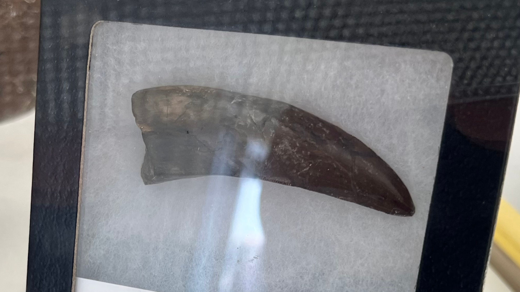 Tyrannosaurid Tooth Fossils Tyrannosaurid Tooth