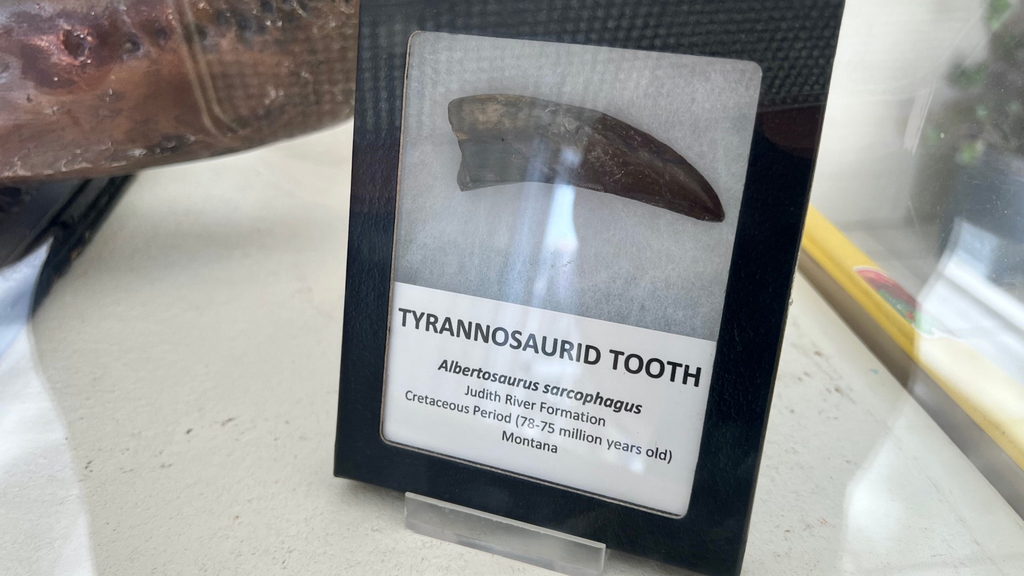 Fossils Tyrannosaurid Tooth