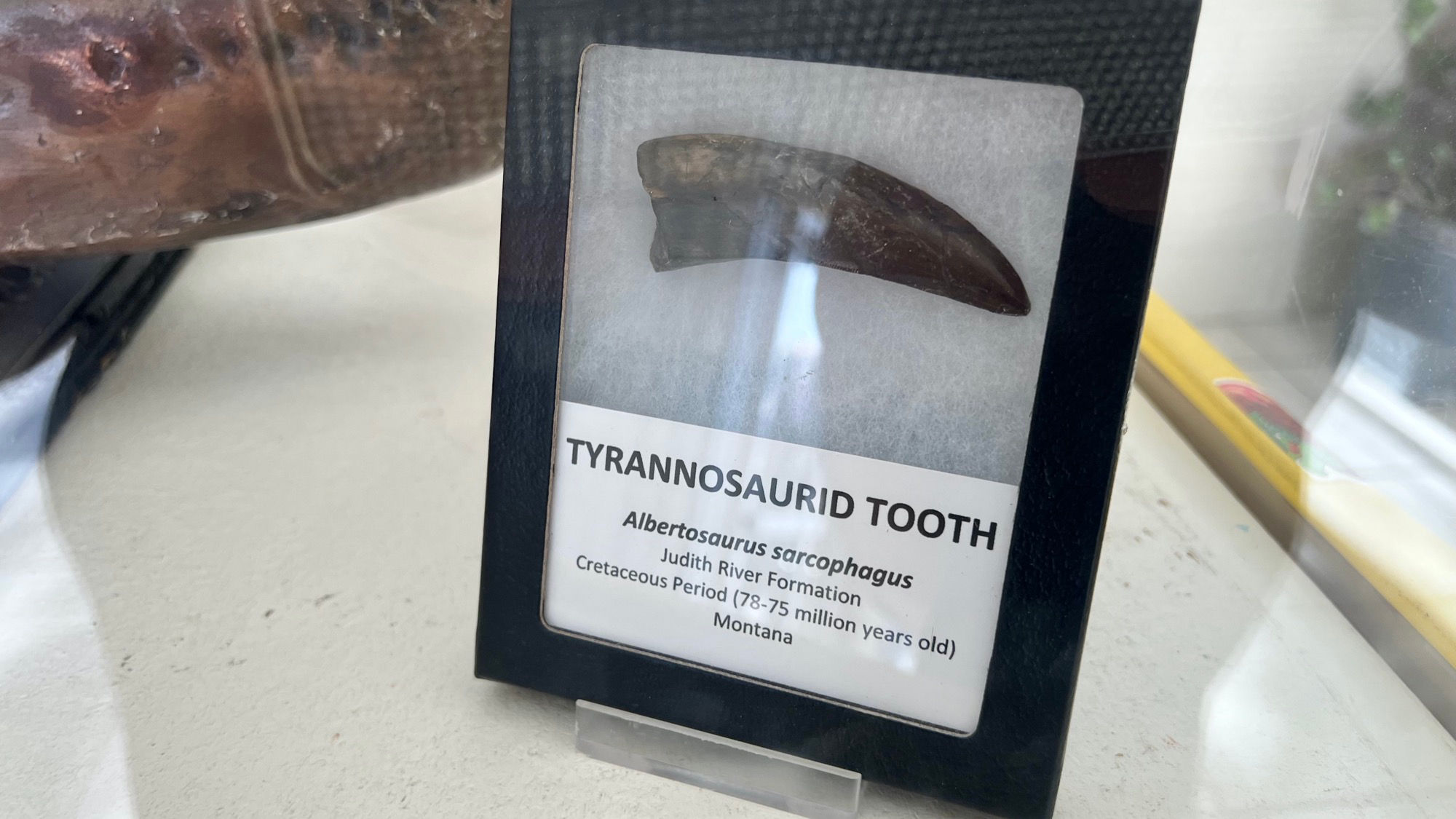 Tyrannosaurid Tooth Fossils Tyrannosaurid Tooth