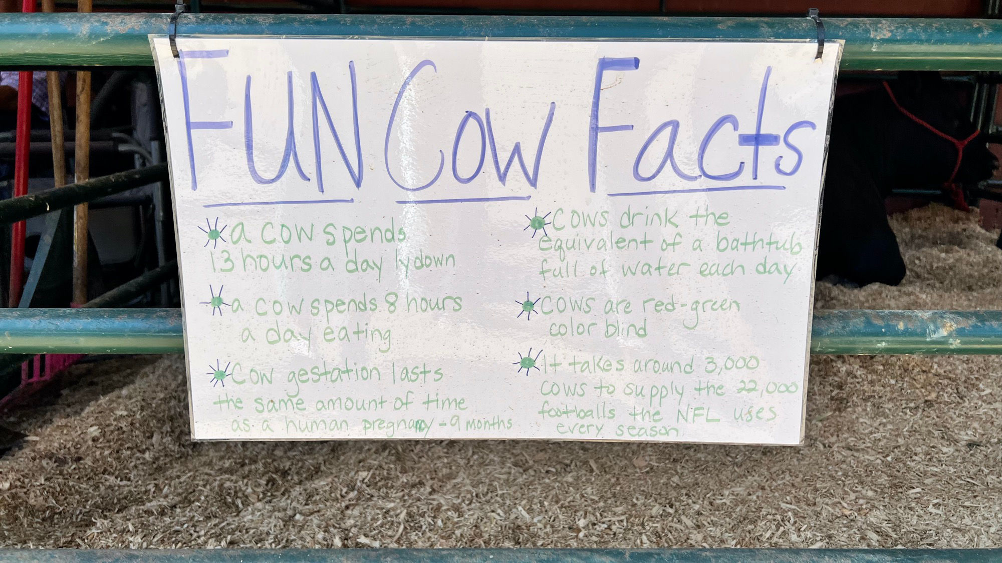 Fun Cow Facts