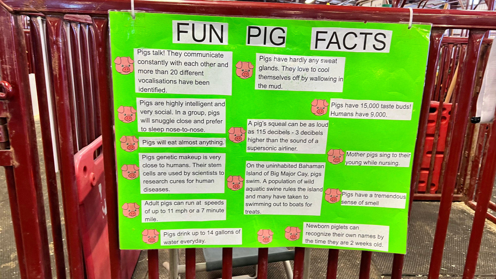 Fun Pig Facts